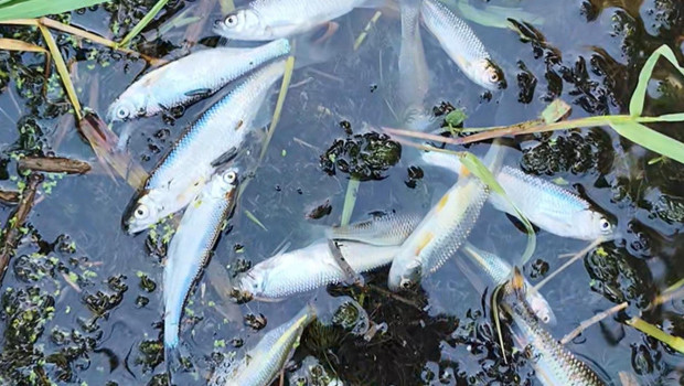 Tekirdağ'da derede toplu balık ölümlerine inceleme başlatıldı